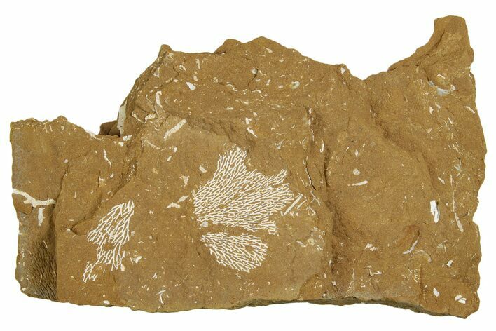 Ordovician Kukersite Oil Shale with Bryozoan Fossils - Russia #369556